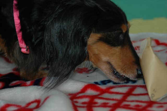 ルパンにおもちゃ作ってあげるの大好きだったよ。