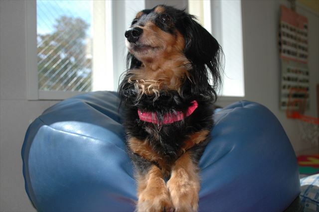 僕こんなにイイコだよ！ちょうだい。なんかちょうだい！