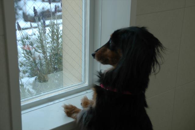 ある朝突然の銀世界。「・・・！！」