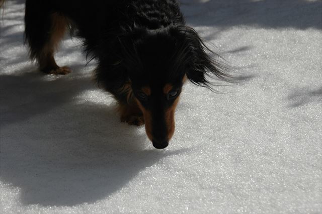 ルパンにはいろんな体験してほしかったんだ