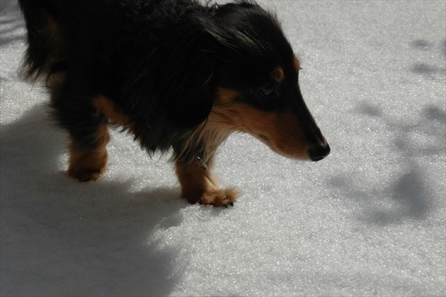 雪の朝。ルパン、どんな気分？