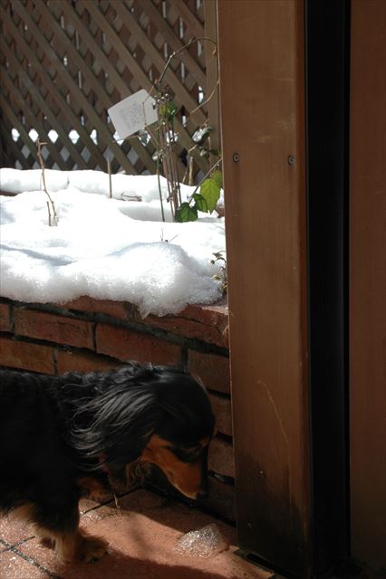 積もったねぇ。いつもと匂い違うよね？