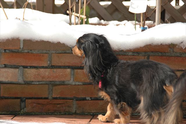 あれ？ここにボクのイチゴがあるはずなのにな・・。