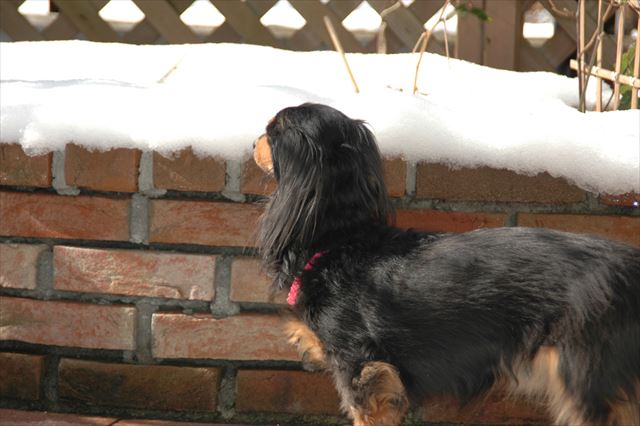 ルパンと感じる春夏秋冬。雪だね。積もったね。