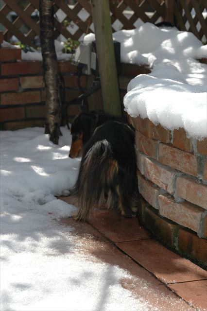 ルパンは寒がりだったよね。雪もルパンには冷たすぎたね。