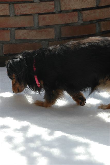 雪の朝。どんな匂いがする？