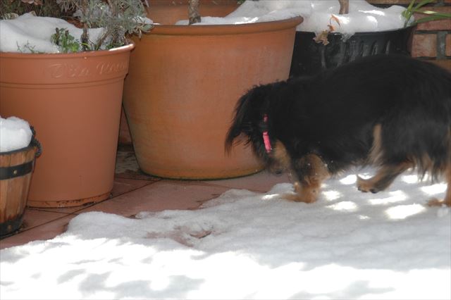 お庭チェック中・・