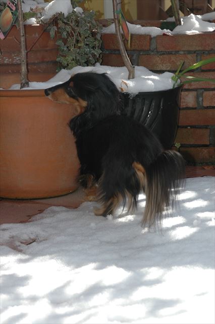 プランターの上も雪だね・・！