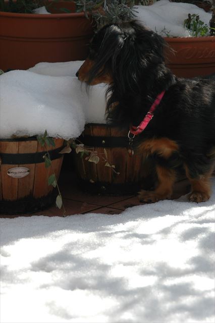 うわあ！積もったね。