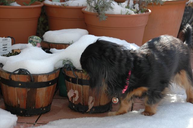 庭中を念入りチェック。「今日はいつもと違う匂いがするなぁ・・」