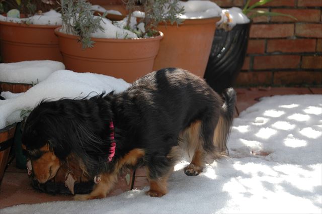 雪だね。いつもと違うお庭だね。