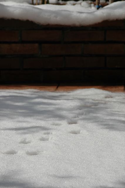 ルパン・・大好き。