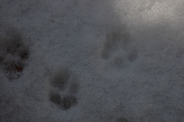 足跡さえ愛おしい・・