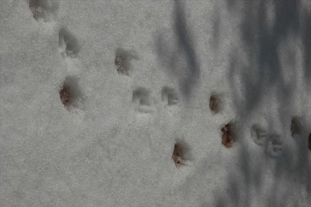 足跡さえ愛おしい。
