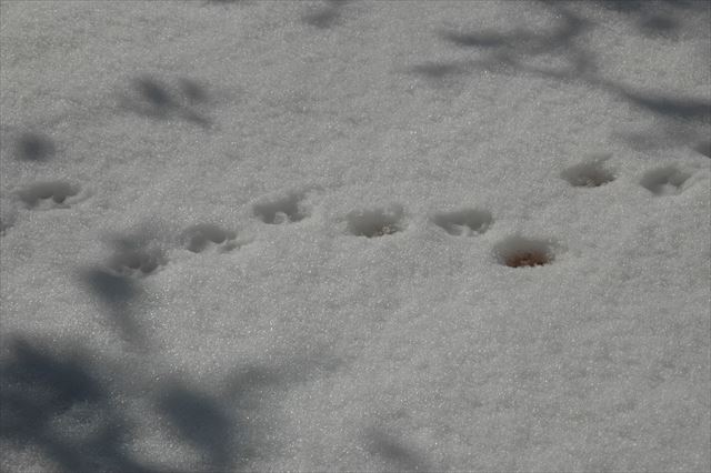 足跡もかわいいよ、ルパン♪