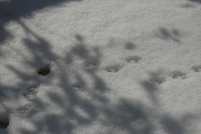 ルパンのものなら足跡さえ愛おしいよ。