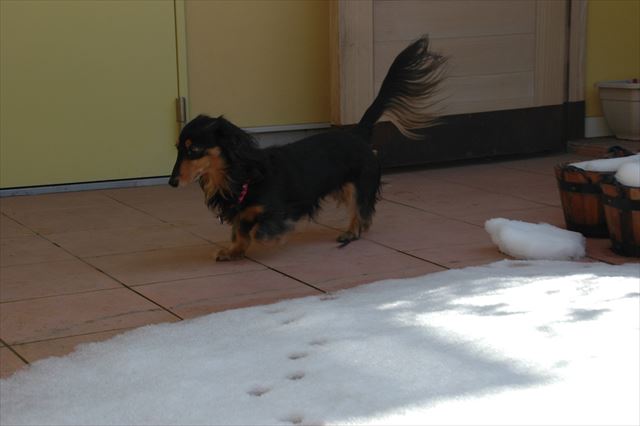 ルパン、たくさんの思い出、本当にありがとう。