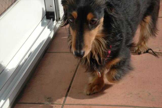 お庭であそぼ。