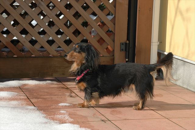 雪の中、走っていけるかな？