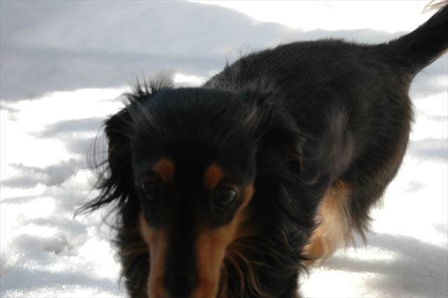 雪、積もったね！