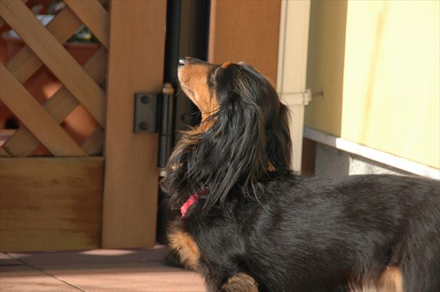 この顔は何か言ってるね。「ごほうびは？」って言ってるね！