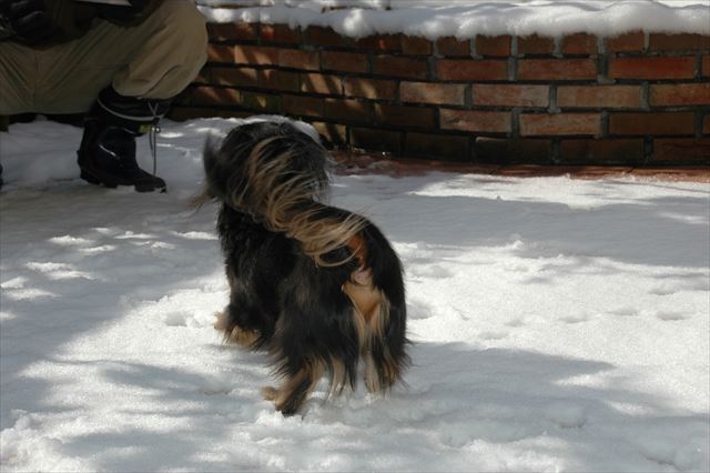 「おいで！」「はーい！」ルパンはいいこ。ほんとにいいこ。