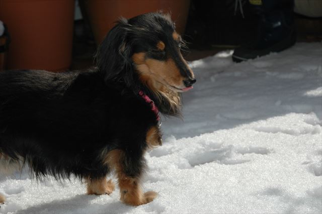 雪だね。どんな味？
