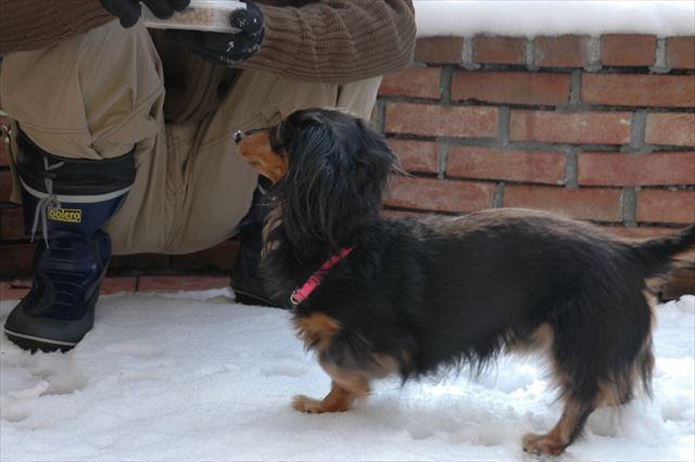 雪の中、元気いっぱい！