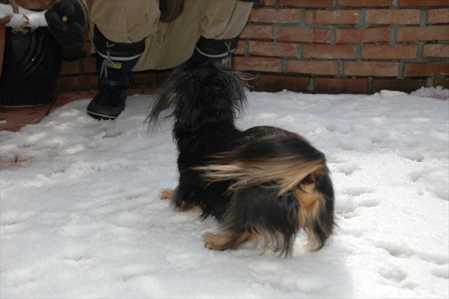 はしゃぐルパン。でも・・ものすごく寒がりなんだよね。