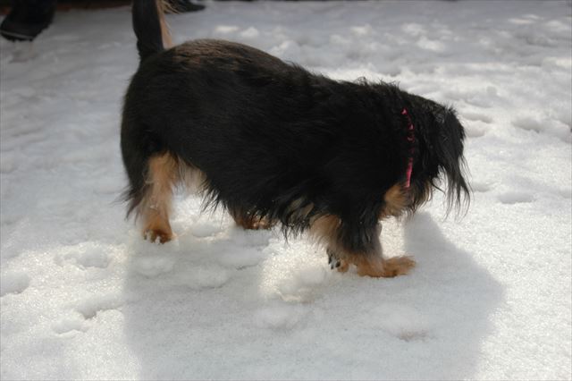 雪だね、ルパン♪