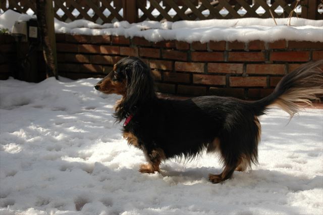 雪の庭で「おいで！」