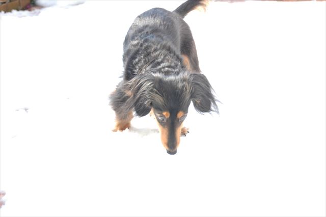 雪。いつもと違う匂いがするでしょ？