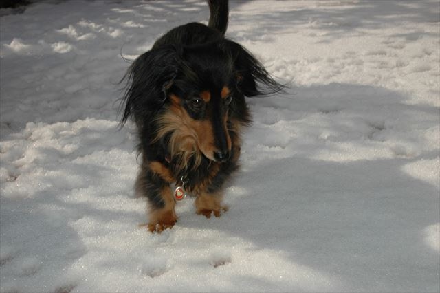 ルパンのお庭に雪いっぱいだね！