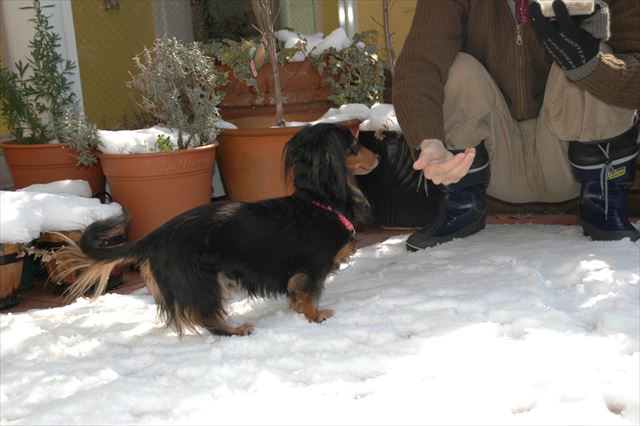 papaのとろまでヨーイドン！