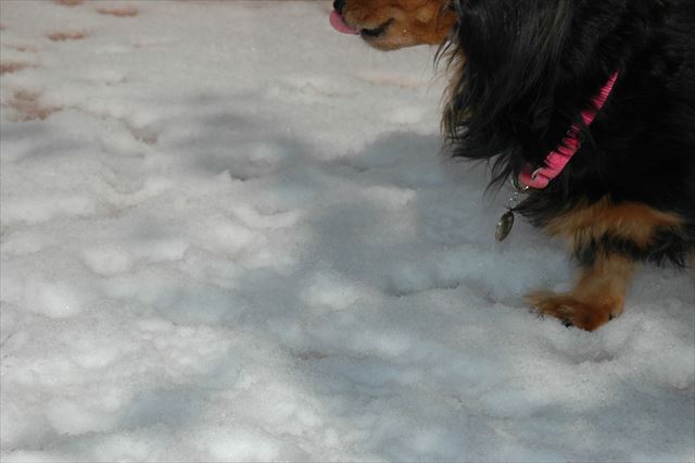 ペロペロ・・雪、どんな味かな？