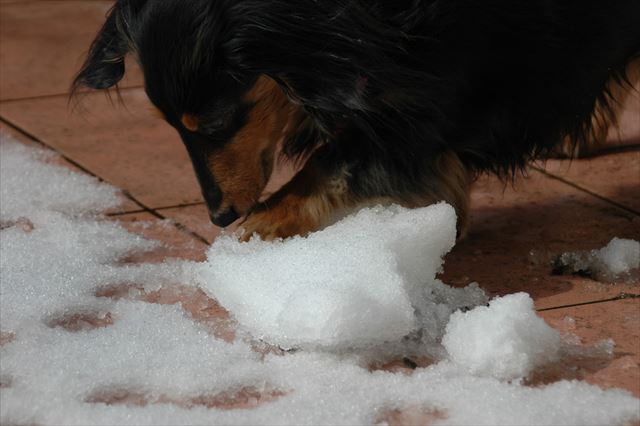 ただの雪の塊なんだけどな。何を探してるの？何か匂いがするの？