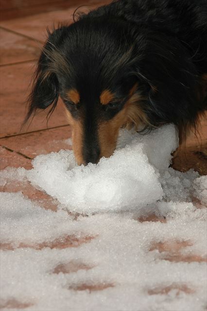 今日は雪だね。積もったね。何か匂いがするの？