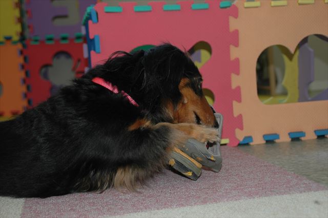 格闘中。ルパンの歯形がついたこのサンダル、今でも取ってあるよ。