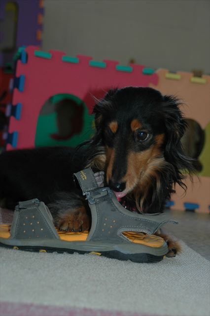 やってるやってる・・上手に噛めた？