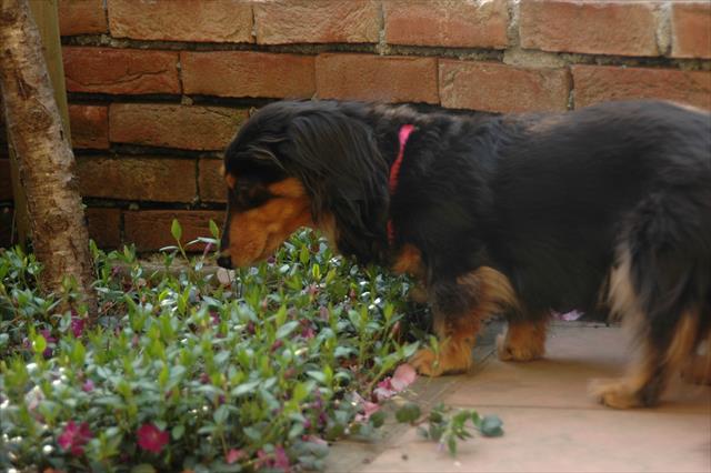 春だね。いろんな匂いがするね。