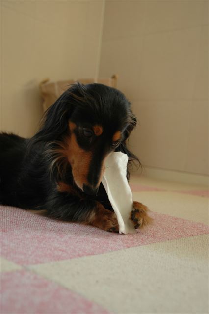 歯磨きガム。なぜだかウットリしちゃうんだよねぇ。