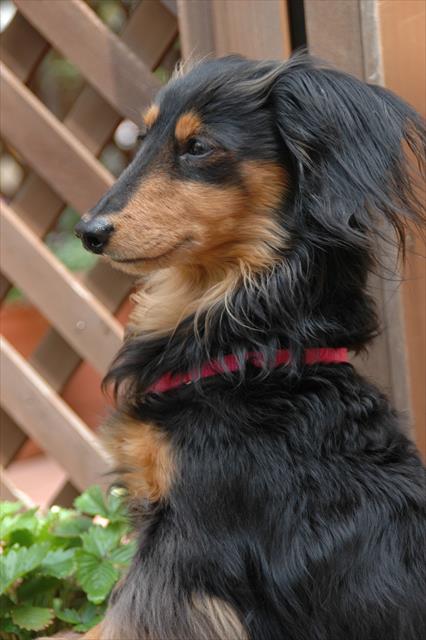 「この家は僕が守る」とでも言いたげな視線。こんなルパンもかわいかった・・。