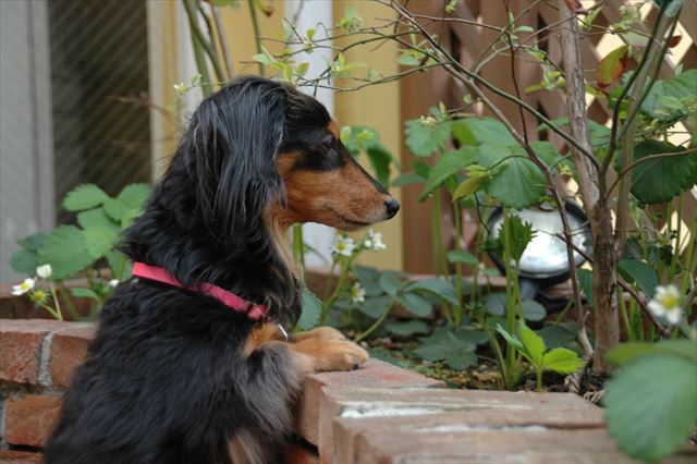 あ、向こうに何か発見したね。吠えるよ吠えるよ・・「ワワワワン」！