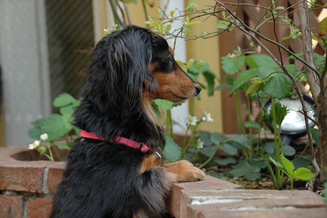 ルパン、この場所にまた苺植えたよ。