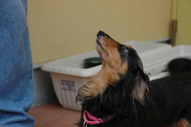 こんな顔で「お散歩行く？」って見上げられたら吹き出しちゃう！