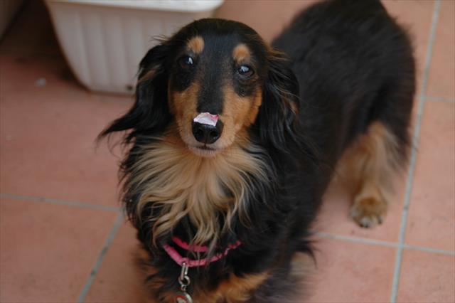 付いてるよ！鼻の頭に、花びら付いてるよ！