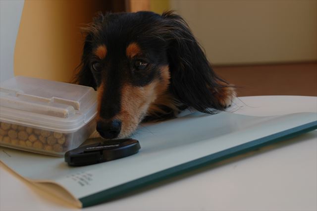 い・た・ず・ら・ぼ・う・ず♪