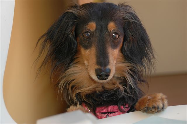 「気になるの？」必ず参加してくる！それがかわいい＆うれしい。