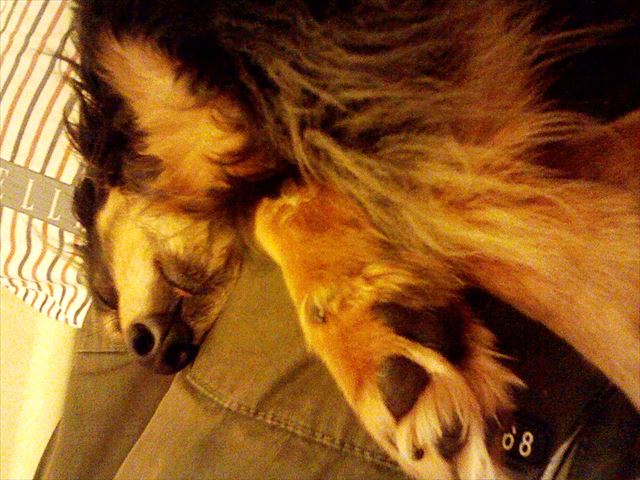 ルパンの肉球。そのぬくもり。安心しきってる寝顔。愛おしい。