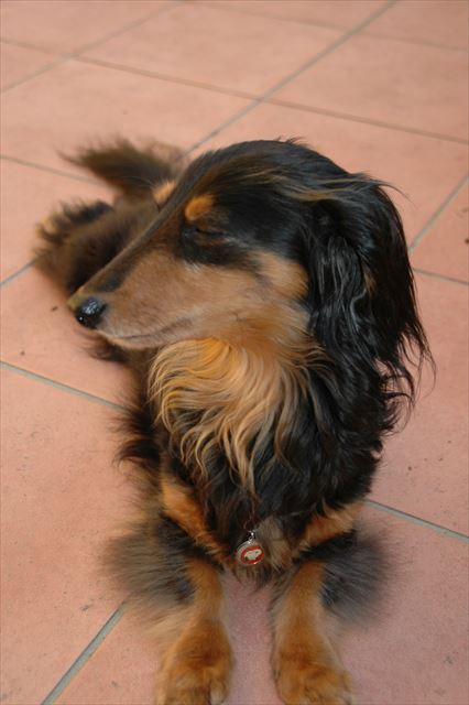 ウットリ？どんな表情もかわいい。ルパン、大好き。